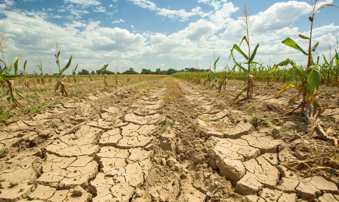 Un campo di terra arido dove si vede che non piove da molto tempo con una piantagione secca